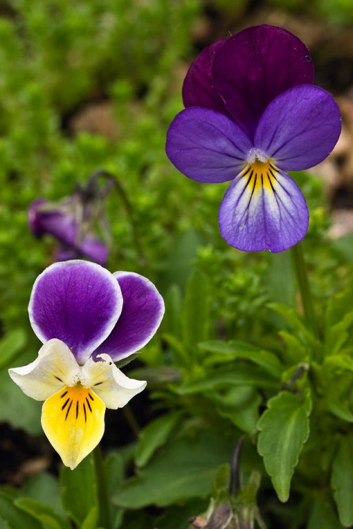 photo of flower