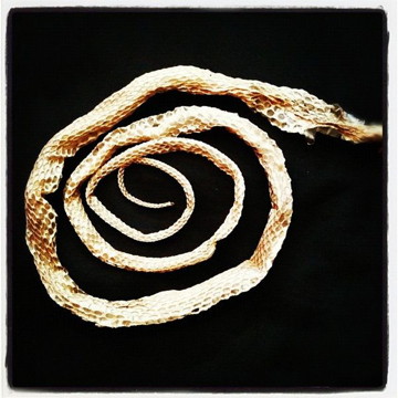 dried