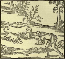 hunting dogs